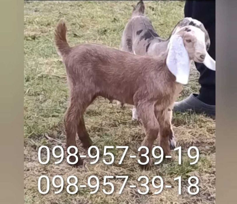 Обезроження козинят!