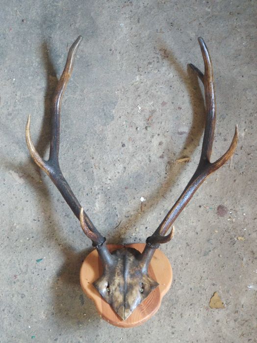 Poroże jelenia po byłym licencjonowanym myśliwym