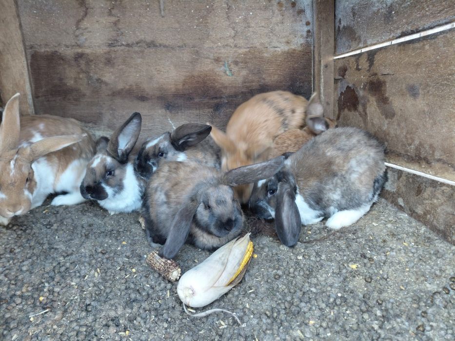 Продам кроликів  французький баран