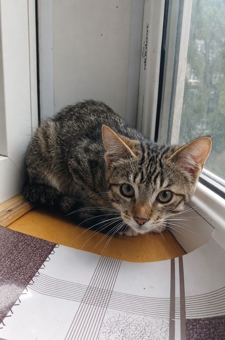 Маленький полосатый котёнок мальчик табби ищет дом! Котята в хорошие руки!