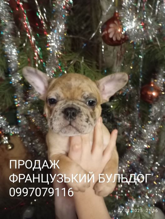 Французький бульдог