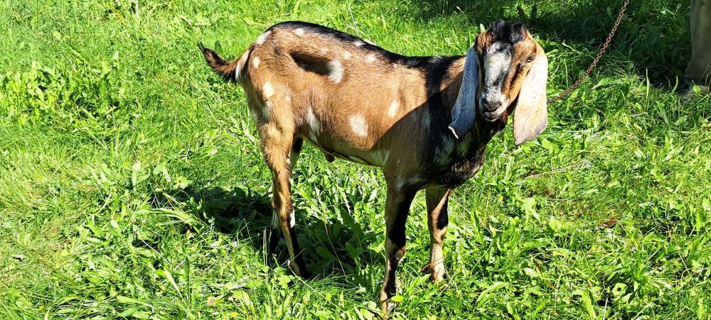 Kozioł cap anglonubijski 100% do krycia