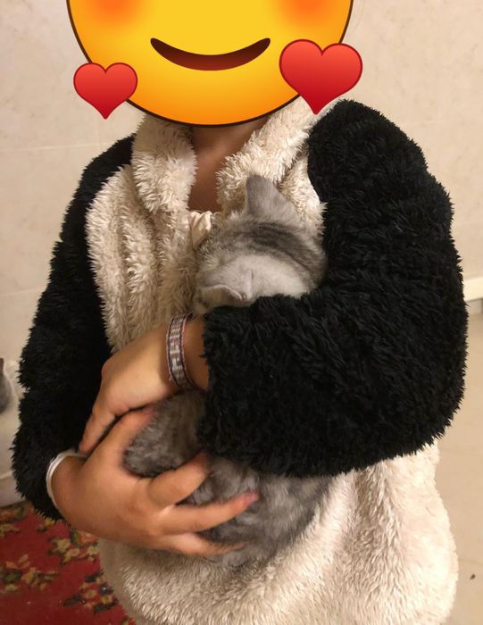 Gatinha Brirish Shorthair -  Amor à Primeira Vista