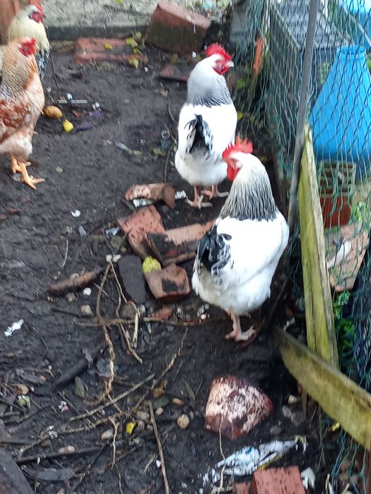 Galos pedrês português