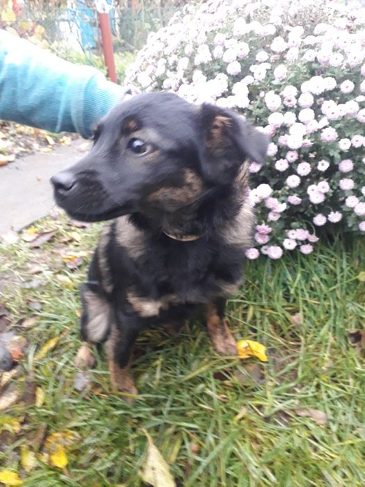 Віддаю в добрі руки