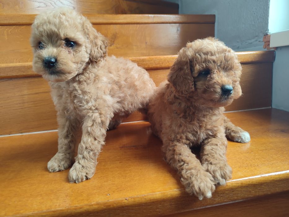 Щенки мальтіпу супер