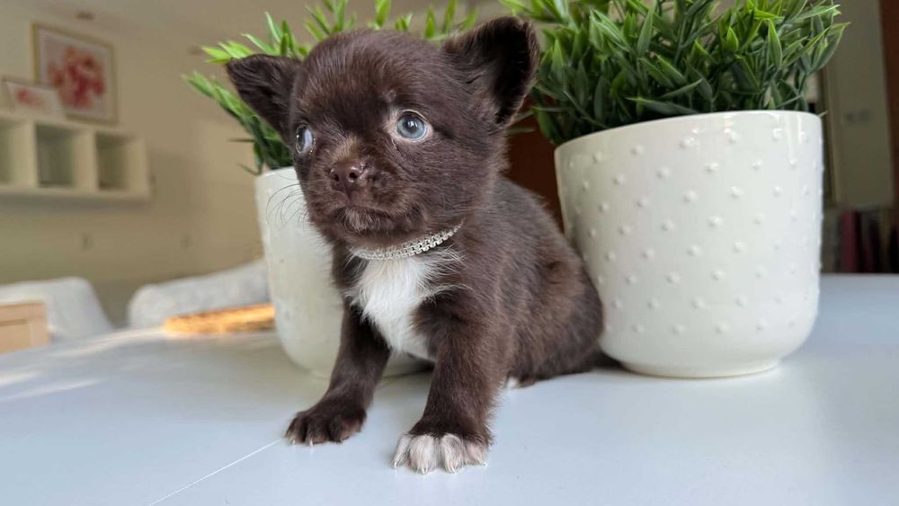 Chłopczyk Czekoladowy Chihuahua Mini 1,8kg z Rodowodem Chipem Max