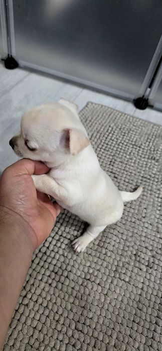 Mini chihuahua femea
