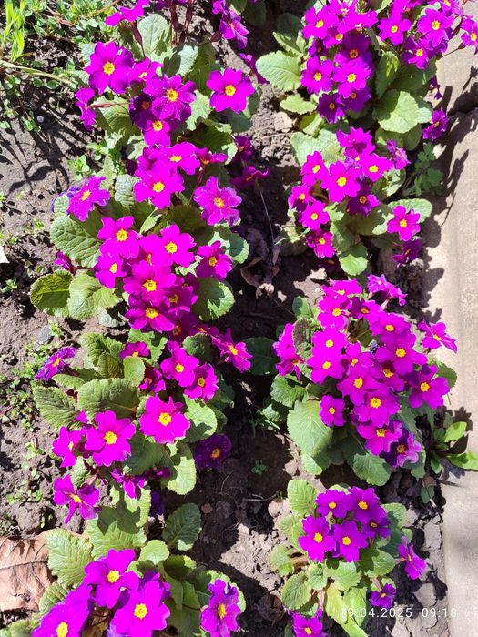 Примули #примула #іриси