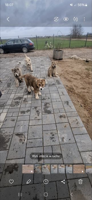 Owczarki środkowoazjatyckie