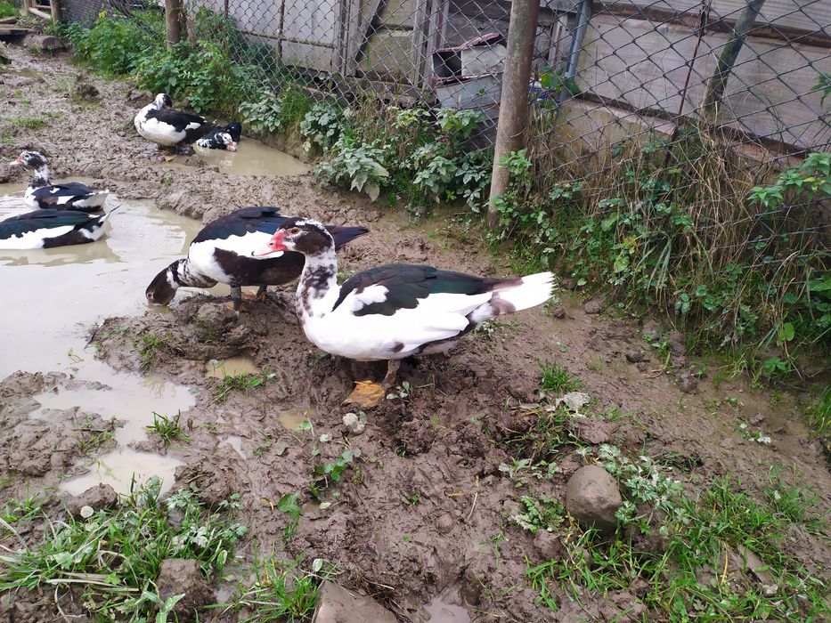 Продаю індокачки