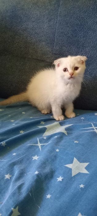 Шотландські кошенята,поїнд блю