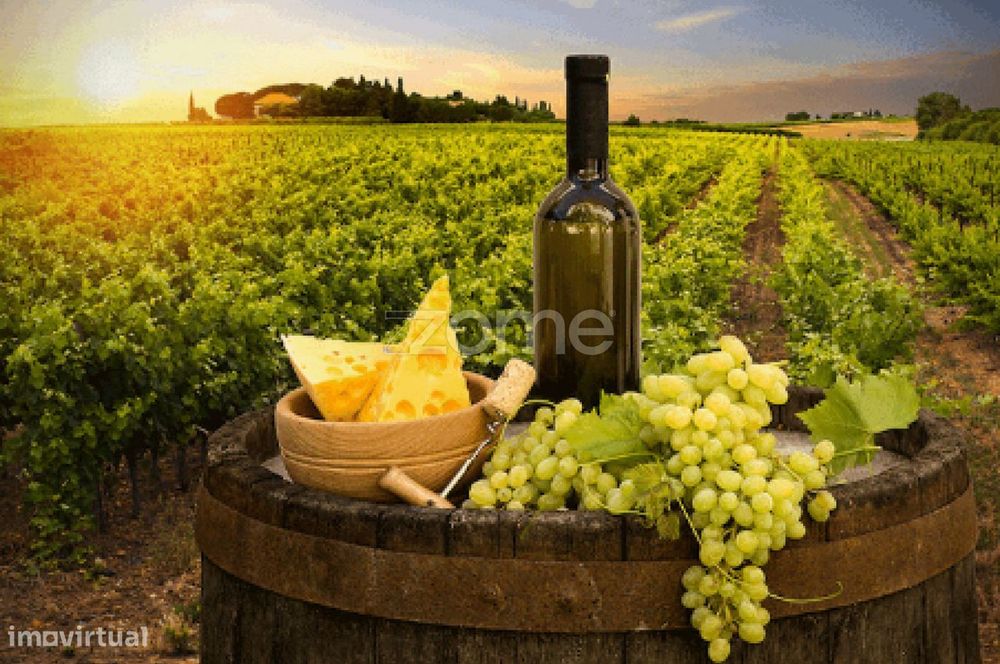 Quinta no Douro - Douro Farm - Douro-TAL