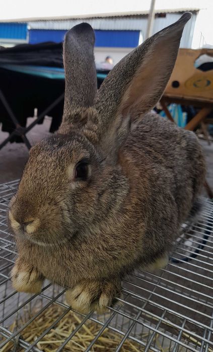 Кролики різних порід