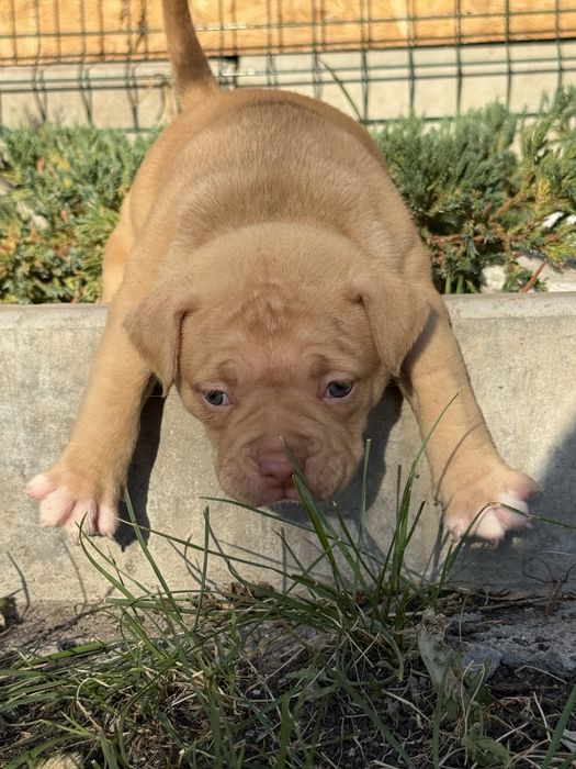 Американ буллі,покет,екзот