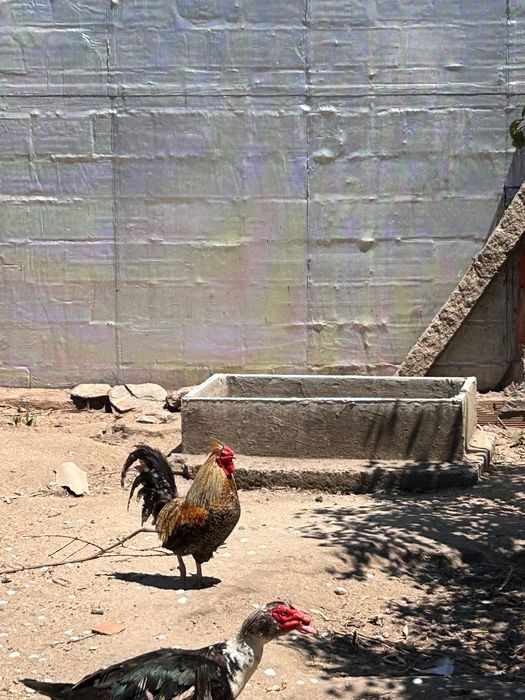 Gajos garnisés para venda