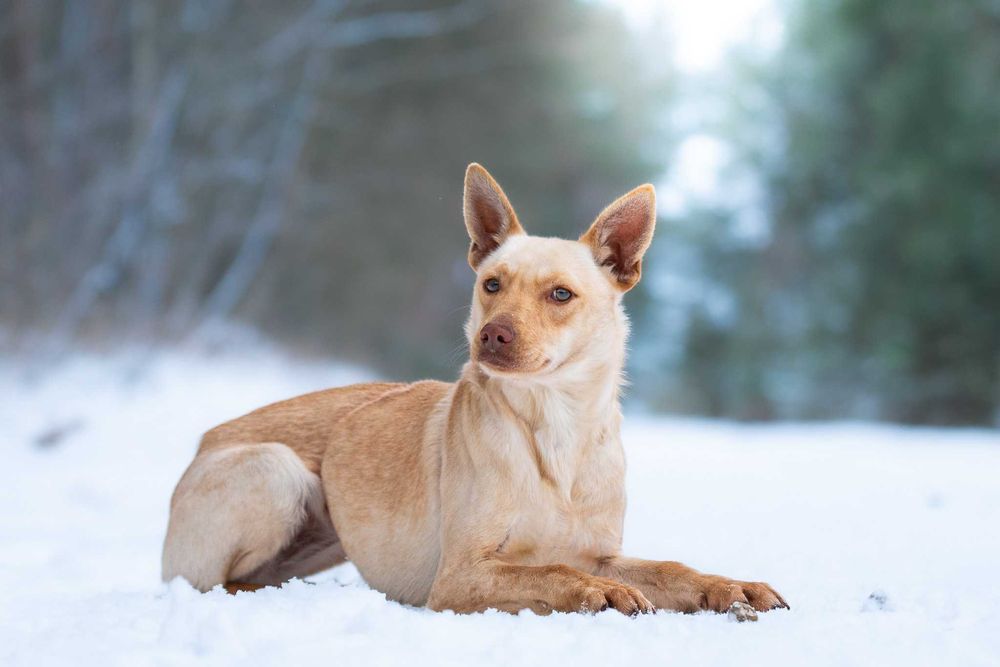 AMICA - delikatna, dla doświadczonych osób
