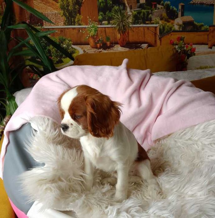 Cavalier King Charles Spaniel dziewczynka