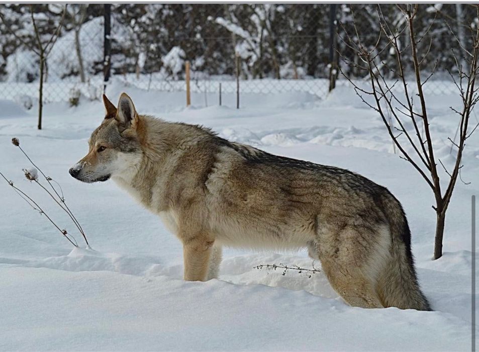 Чехословацкий волчак