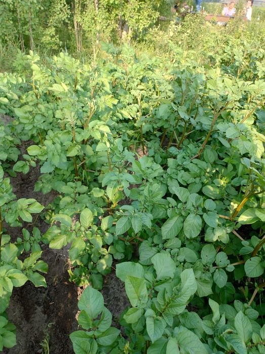 Obornik koński z głębokich stajni z transportem
