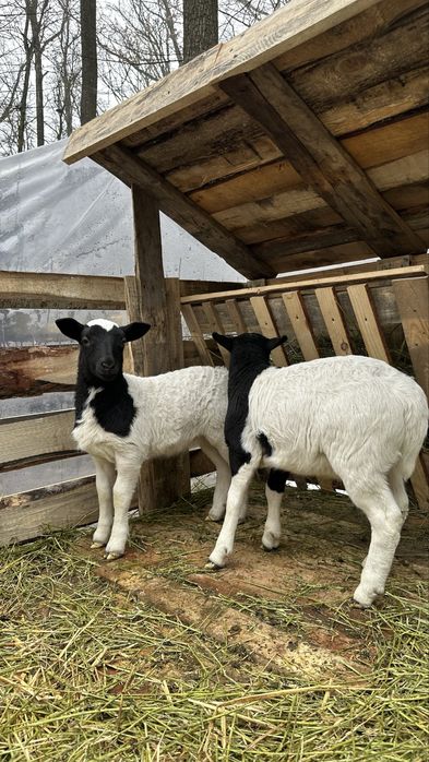 Дорпер Баран і  Ярки