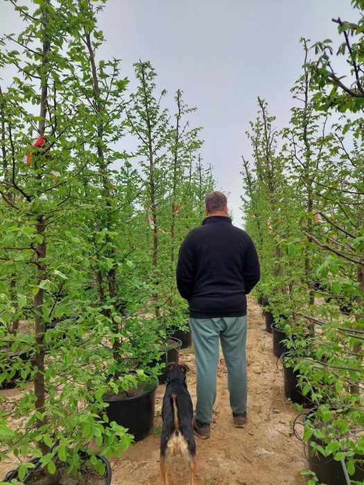 Grab doskonały na  żywopłot