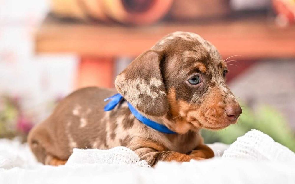 Teckel choco merle