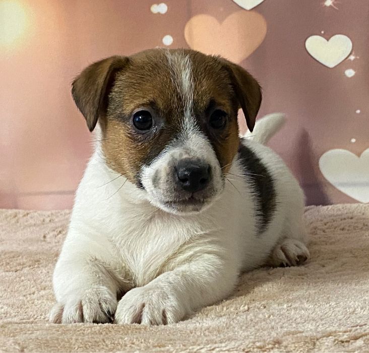 Jack Ruusell Terrier dziewczynka HERA