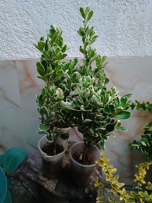 Бересклети різних видів