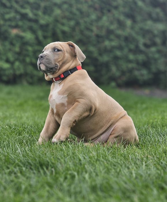 Piękny pies american bully xl