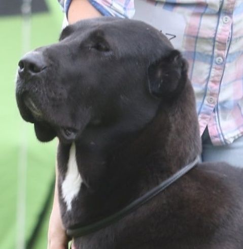 Отдается сука среднеазиатской овчарки