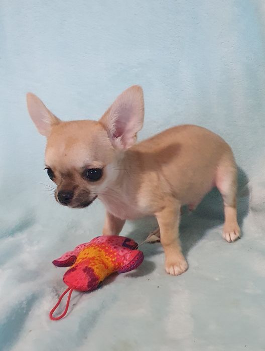 Гладкий мальчик соболь