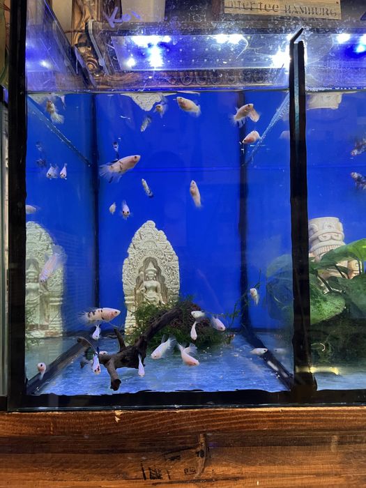 Bettas koi e azuis
