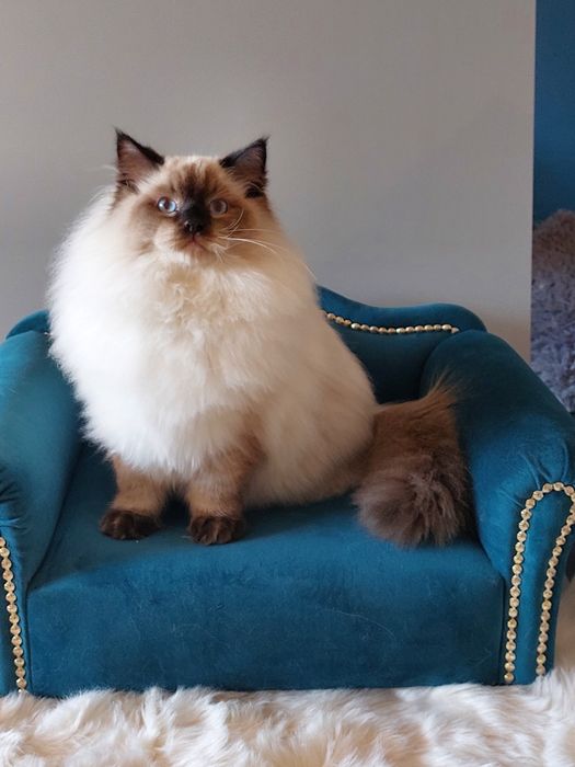 Rezerwacja Come kocurek  Ragdoll wystawowo hodowlany FPL/FIFE