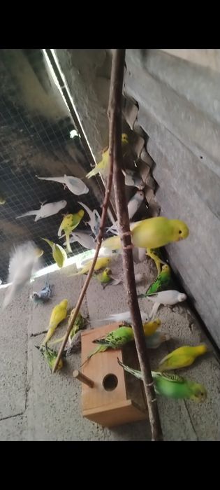 Piriquitos deste ano para ceder