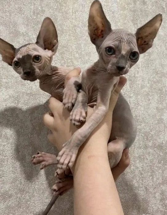 Канадские сфинксята