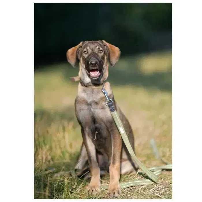 Активный дружелюбный щенок, пес