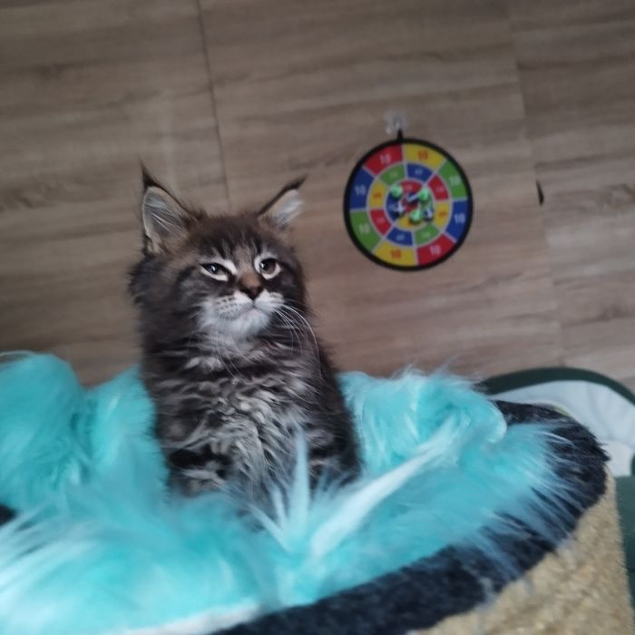 Dziewczyna Maine Coon
