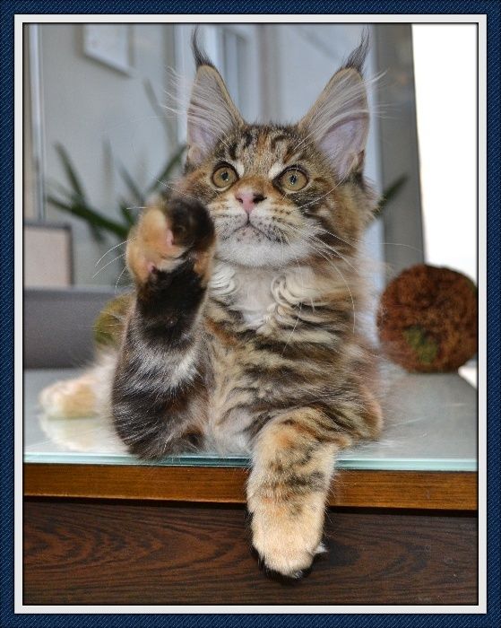 Кошечка Мейн- кун! Подарите себе счастье!