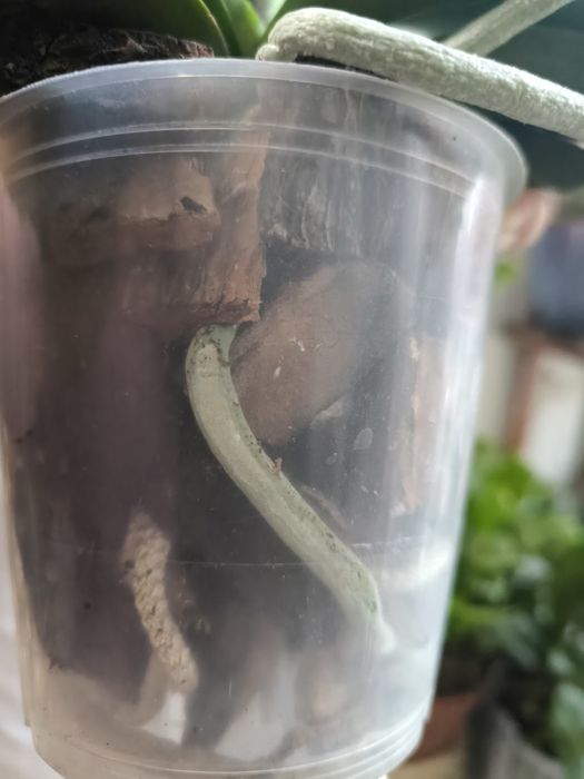 Орхідея мультіфлора