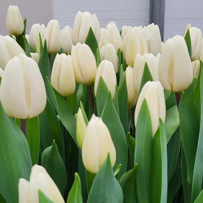 Тюльпани до свята