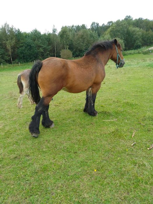 Sprzedam klacz 15 lat