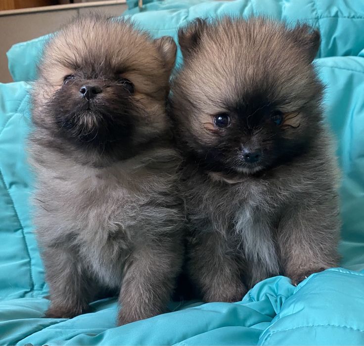 Красуні чекають на вас