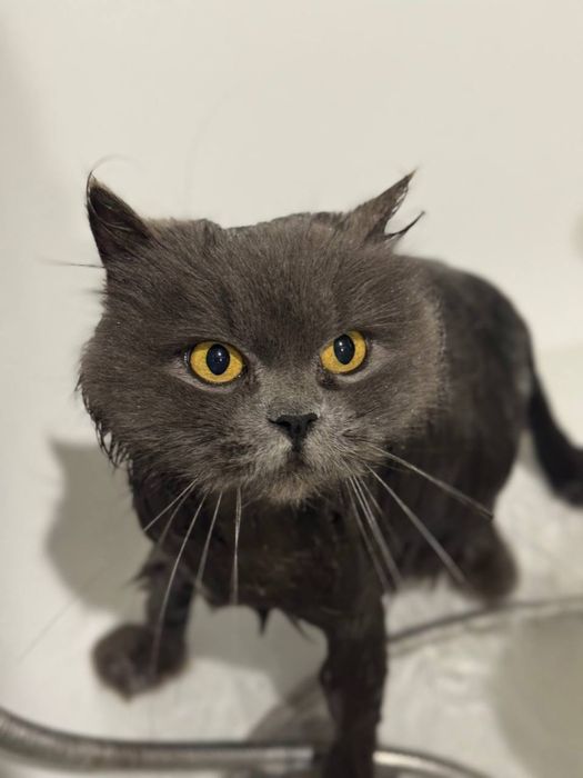 Віддам кішку у добрі руки