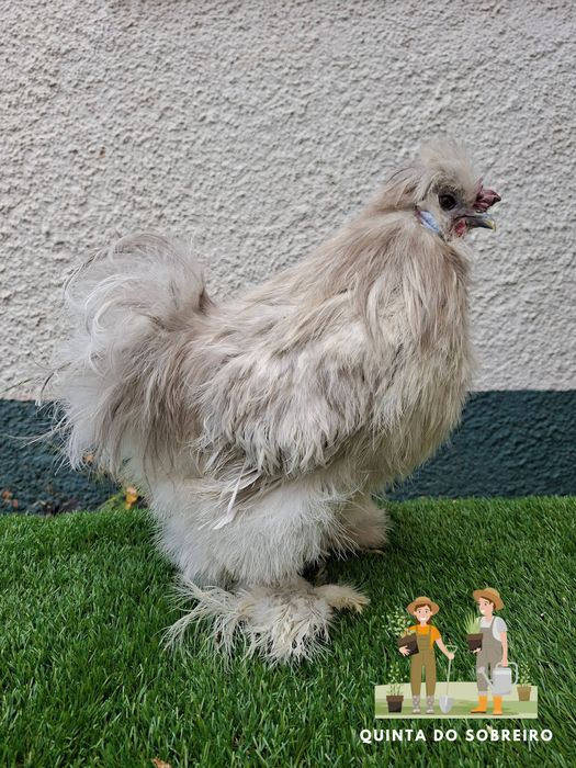 Sedosa do japão CASAL