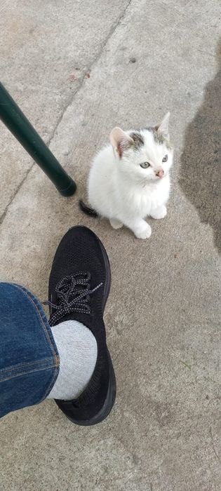 Oddam, Kotka za darmo, przytulasek.