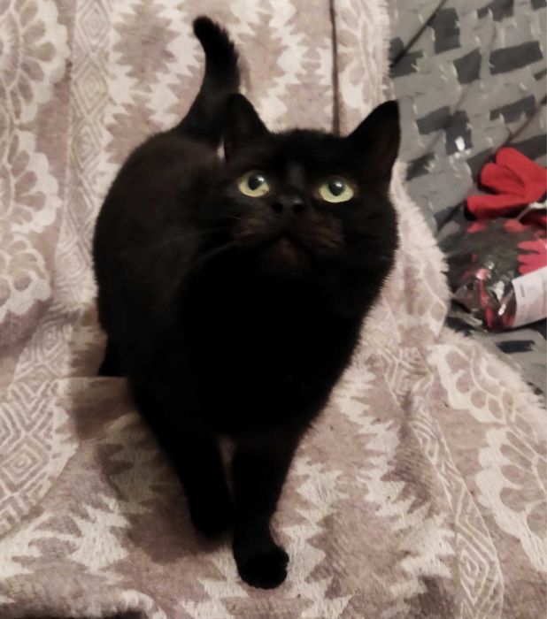 Mrucząca, tulaśna bardzo kochana kotka Kejsi szuka domku