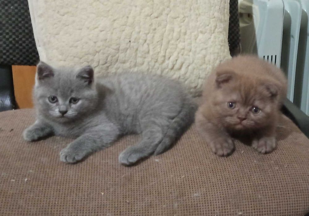 Продам кошенят скотіш-фолд і скотіш-страйт