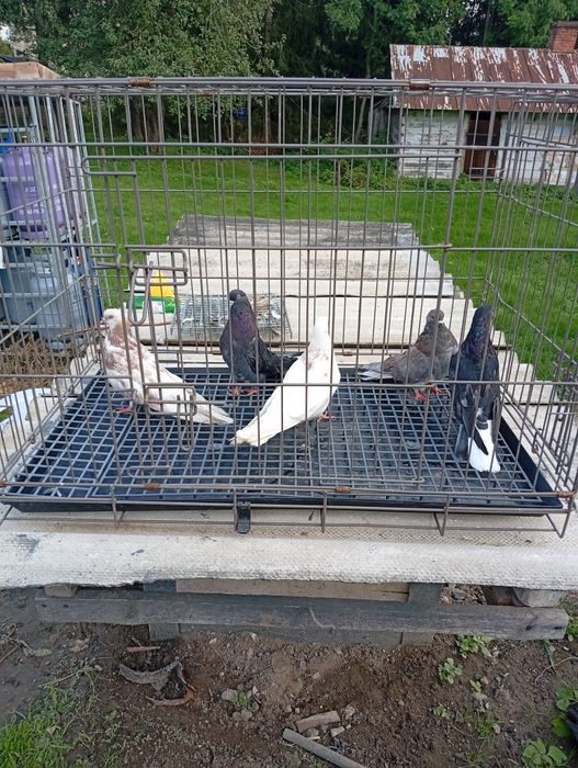 Witam posiadam nadwyżkę gołębi
