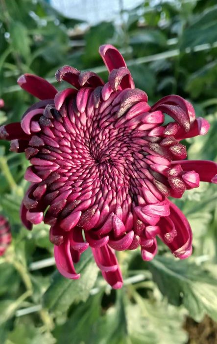 хризантеми одноголові, середньоквіткові та великоквіткові